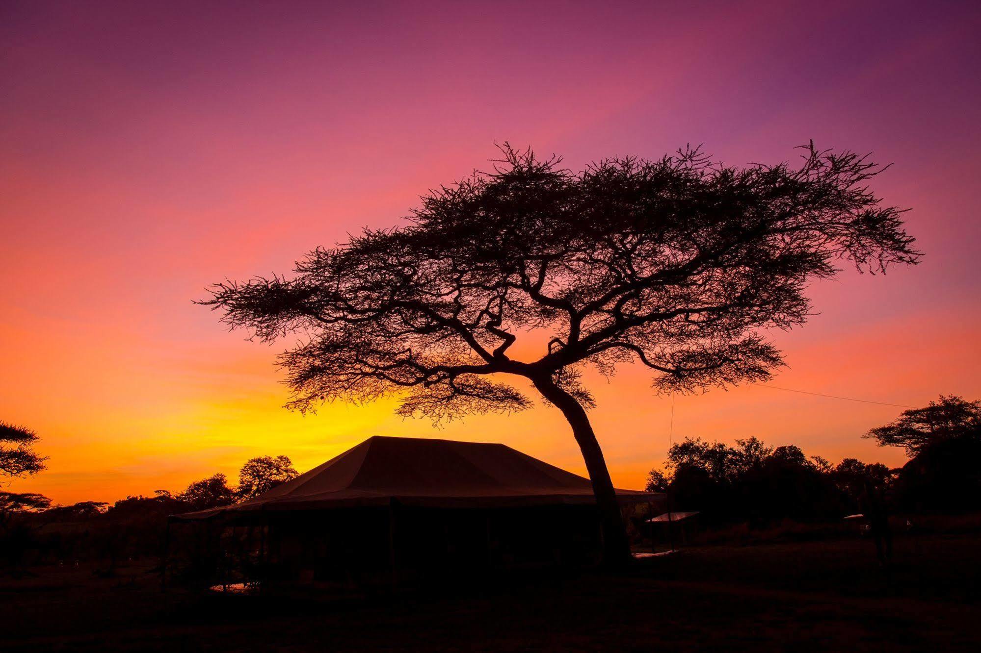 Kisura Serengeti Camp Soronera Dış mekan fotoğraf